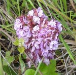 Orchidea Epipactis
